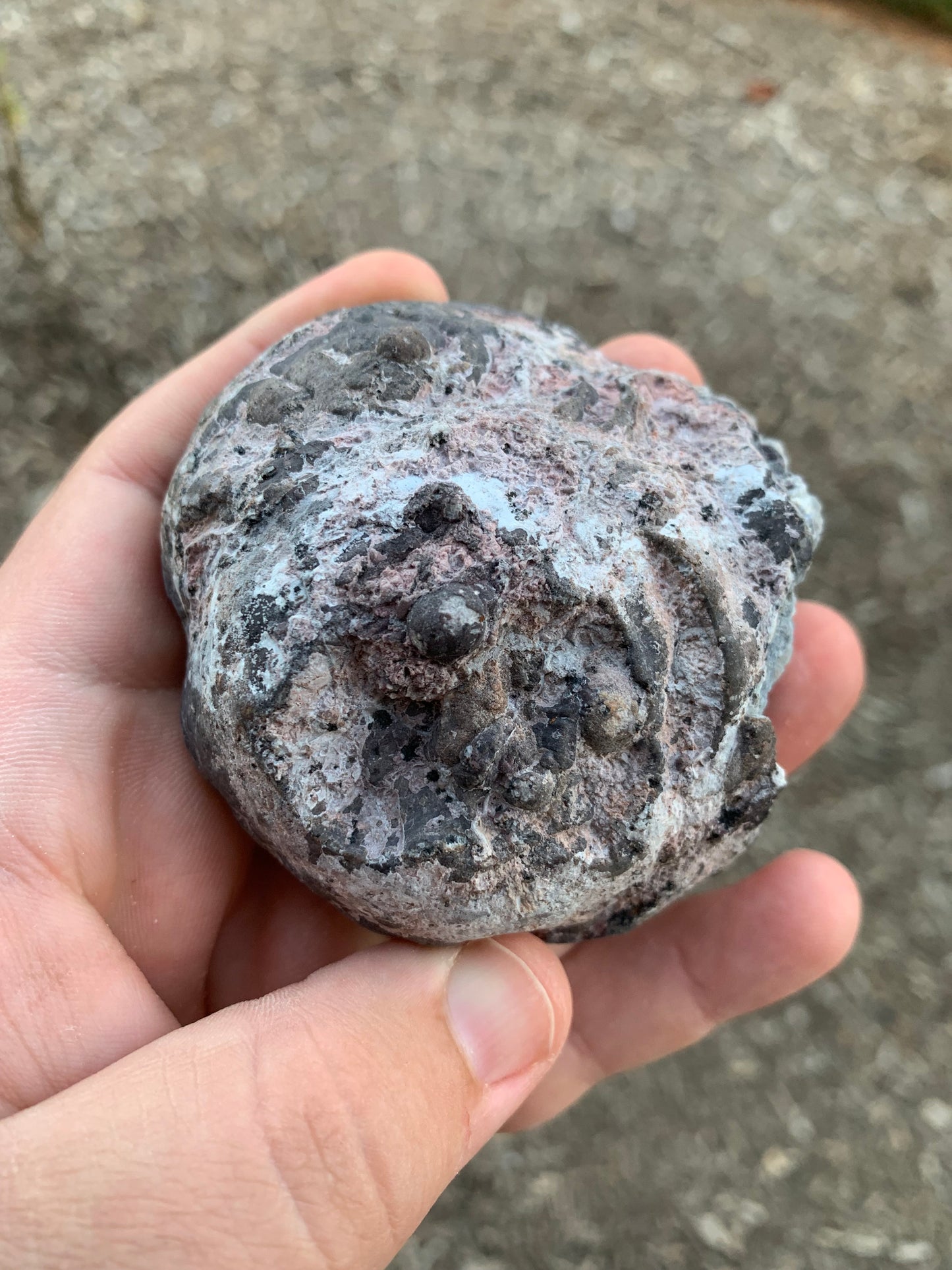 Druzy Thunder Egg Agate Sliced Polished Geode Mexico Mineral Specimen