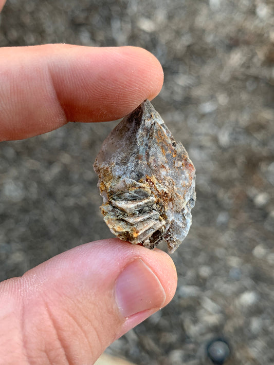 Glauberite Crystal California USA Mineral Specimen