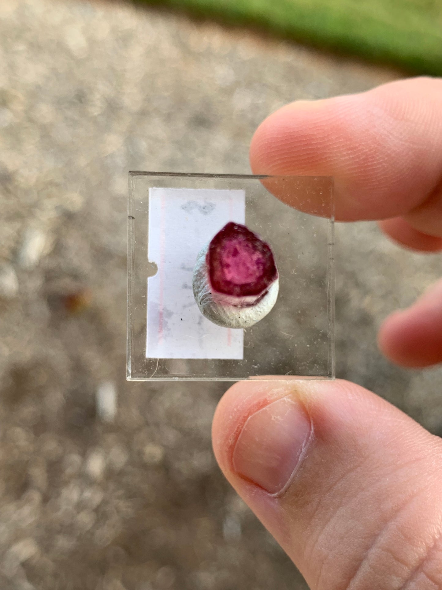 Barra de Salinas Brazillian Tourmaline Mineral Specimen